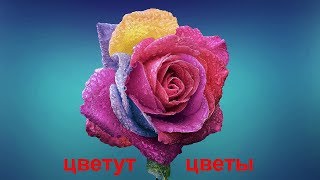 Цветущие цветы для детей. Ускоренная съемка.