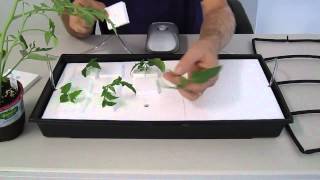 How to make or build your own cloning tray, using AIT Air Injection Technology.