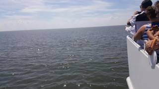 Cape May Whale watch