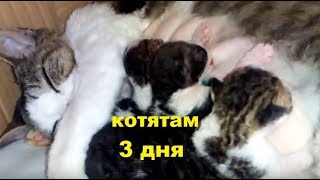 ✅ Котятам девон-рекс 3 дня