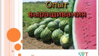 Арбуз - главные ошибки при выращивании. Опыт выращивания арбуза. Главные сложности при выращивании