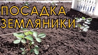 Выращивание ЗЕМЛЯНИКИ (КЛУБНИКИ) из семян. ПОСАДКА рассады на грядку