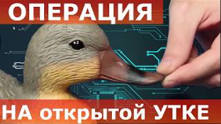 Чучело утки | Подсадная утка, ремонт