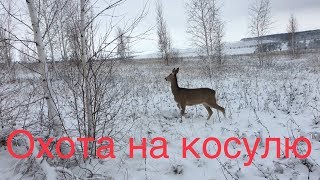 ОХОТА НА КОСУЛЮ  (А ехали на лося)