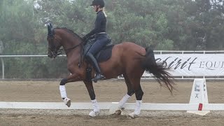 Catalina (Grand Prix Dressaage horse for sale)