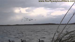Sea Duck, Brant and Ptarmigan Hunting in Alaska