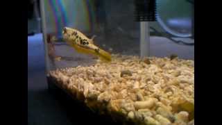 Mbu puffer eating crab (Mbu vs Crab)