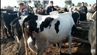 اسعار البقر الحلاب في سوق المواشي بقطور 24/1/2020