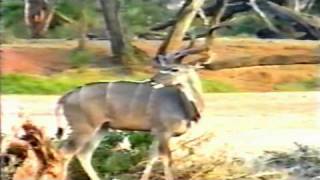 THE MAGNIFICENT KUDU