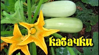 Польза КАБАЧКОВ для здоровья