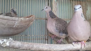 Ghép Cu gáy sinh sản, bố mẹ hay cho ra con tất yếu sẽ hay/ Streptopelia chinensis tigrina Production