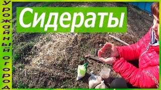 О ПОЛЬЗЕ СИДЕРАТОВ!ОРГАНИЧЕСКОЕ ЗЕМЛЕДЕЛИЕ!