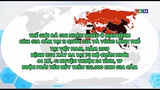Tin nóng 24 giờ | Cả nước phòng chống cúm gia cầm | LONG AN TV