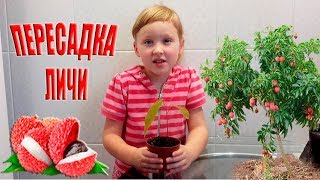 Пересаживаем с Аней Личи!