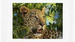 DHL & Panthera Partner to Protect South Africa's Leopards