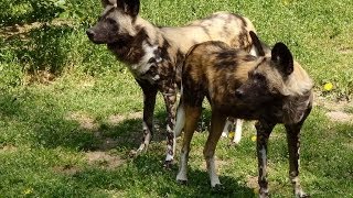 Zoo Berlin African Hunting Dog / Hyänehund