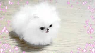 poshfairytail.com smallest dog