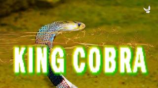 Горящие туры в Индию | Королевская индийская кобра | King Cobra | snake | отдых в индии