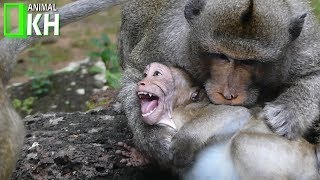 Brutos Bite Baby Monkey Crying Very Loudly