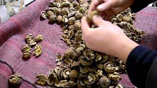 Колка ореха (Машина для колки ореха)
