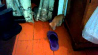 котятки
