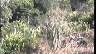 Εκπαιδευτηριο γουρουνόσκυλων -Σταθάς Βάλτου Αιτ/νιας