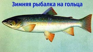 Зимняя рыбалка на гольца на Кольском полуострове(Ловозеро)