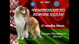 Чемпионат Колли -2019. Кобели