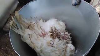 Конус для убоя птицы своими руками 9