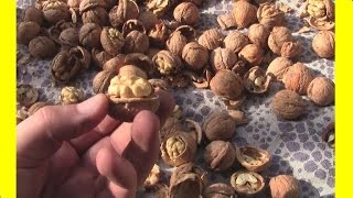 Как расколоть ведро орехов за 2 минуты