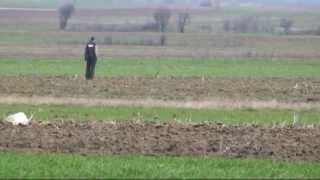 533. Serbia. (39) 11 ч. 10 мин. курцхаар