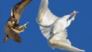 Атака Сокола Сапсана. Falcon Peregrinus Attack Pigeons.
