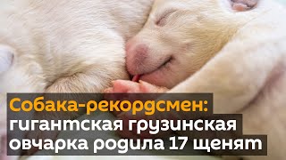 Собака-рекордсмен: гигантская грузинская овчарка родила 17 щенят