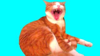 ПРАНКИ НАД КОТОМ / ПРАНКИ НАД КОТАМИ / ПРИКОЛЫ ПРО КОТОВ / ПРИКОЛЫ НАД КОТАМИ / СМЕШНОЙ КОТ