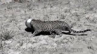 Top Ten Big Cat Encounters In India