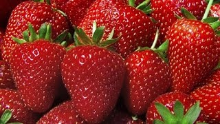 Клубника весной. Зола и нашатырный спирт- супер удобрения.
