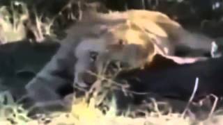 ЛЬВЫ НАПОДАЮТ И УБИВАЮТ ЧЕЛОВЕКА
