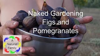 A Naturist Family #15 Naked Gardening - figs and Pomegranates