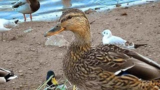 Футажи для видеомонтажа. Футажи утка. Футажи для видеомонтажа: утка, водоплавающие птицы