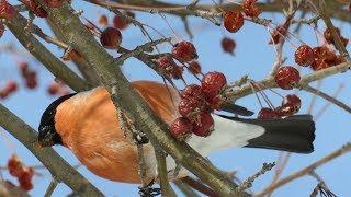 Снегирь на яблоне, птицы зимой, Bullfinch on an apple tree, birds in winter
