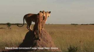 Governors'  Camp Big Cat Update 3