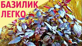 Как ЛЕГКО посадить и вырастить БАЗИЛИК