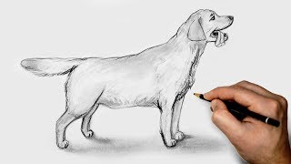 Как нарисовать Собаку карандашом Подробный урок для начинающих /How to draw a dog