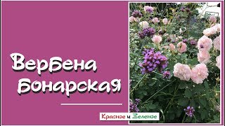 Вербена бонарская. Она преображает цветники!