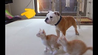 子犬ブルドッグのぶるまるの猫じゃらし対決！猫２匹に勝てるのか？