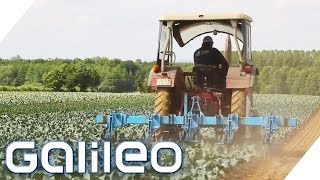 Weg des Brokkoli | Galileo | ProSieben