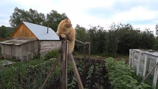 В деревне дожди работы по сараю идут/ ремонт в бане /деревенские  влоги.