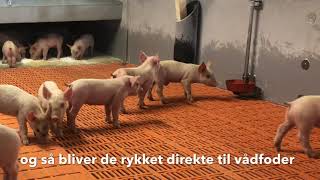 Smågrisestald med 17.000 stipladser, Martin Lund Madsen fortæller om projektet.