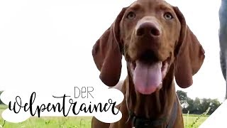 Abruf-Training für Spaziergänge: So kommt euer Hund wieder | Der Welpentrainer | sixx