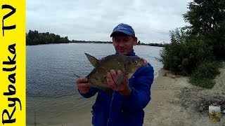 Рыбалка на КАРАСЯ и ЛЕЩА | Фидер на Днепре.
